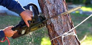  Little Silver, NJ Tree Removal Pros