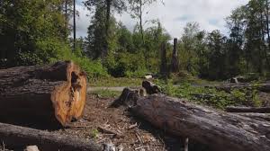 Best Tree Disease Treatment  in Little Silver, NJ