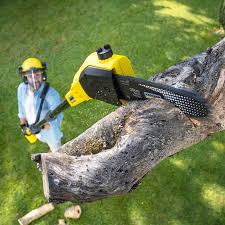 Best Palm Tree Trimming  in Little Silver, NJ