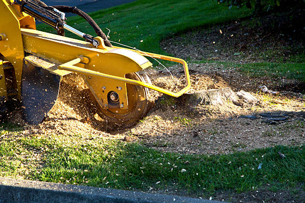 Best Soil Testing and Treatment  in Little Silver, NJ