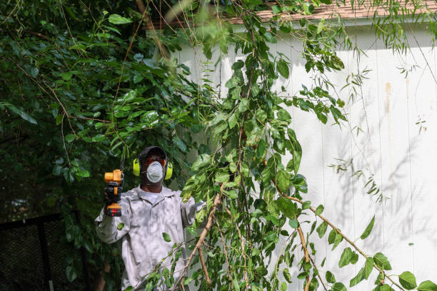 Best Weed Control  in Little Silver, NJ