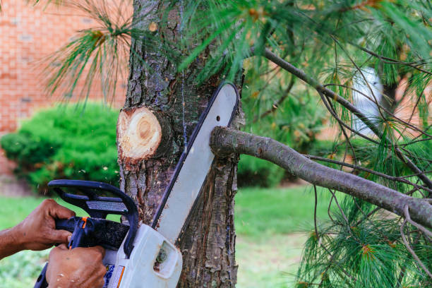 Best Utility Line Clearance  in Little Silver, NJ